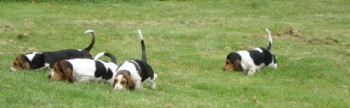 Basset Hound Magazine - Newsletter