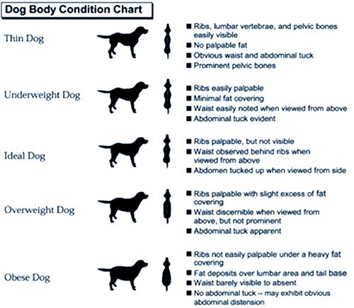 Whippet Growth Chart