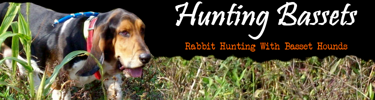 HuntingBassets.com...Rabbit Hunting With Basset Hounds